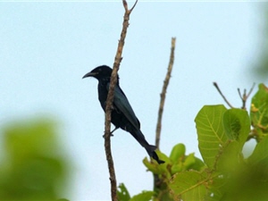 圖1:稀有鳥種髮冠卷尾 圖1:稀有鳥種髮冠卷尾