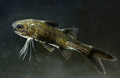 東沙環礁國家公園新紀錄魚種-五絲多指馬鮁 (P. plebeius) (王筌宥/攝) 東沙環礁國家公園新紀錄魚種-五絲多指馬鮁 (P. plebeius) (王筌宥/攝)