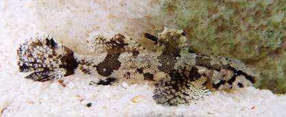 極具保護色的哈氏硬皮鰕虎(C. hasseltii)。(廖震亨/攝) 極具保護色的哈氏硬皮鰕虎(C. hasseltii)。(廖震亨/攝)