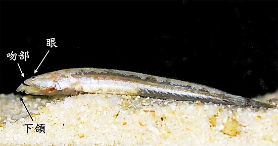 型態怪異的穴沙鱧 (Kraemeria cunicularia),為臺灣新紀錄魚種。(江俊廷/攝) 型態怪異的穴沙鱧 (Kraemeria cunicularia),為臺灣新紀錄魚種。(江俊廷/攝)