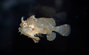 東沙新紀錄魚種---斑紋光躄魚(Histrio histrio) (江俊廷/攝) 東沙新紀錄魚種---斑紋光躄魚(Histrio histrio) (江俊廷/攝)