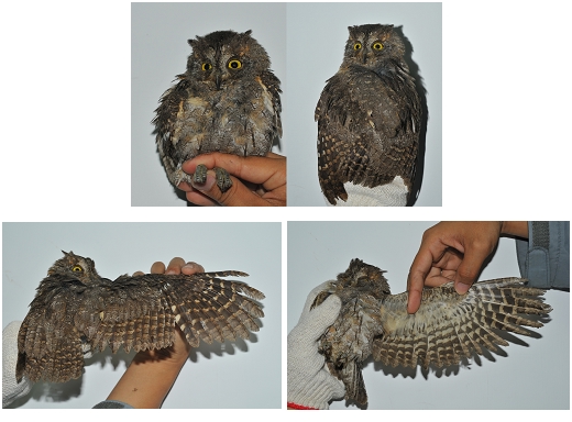 高雄鳥會在東沙島進行海管處委託辦理研究計畫繫放作業發現東方角鴞,在檢查確認無受傷情況後原地野放。 高雄鳥會在東沙島進行海管處委託辦理研究計畫繫放作業發現東方角鴞,在檢查確認無受傷情況後原地野放。