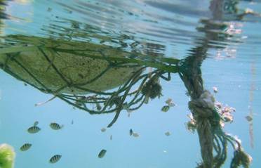 海中的漂流物是斑紋光躄魚的主要棲所(廖震亨/攝) 海中的漂流物是斑紋光躄魚的主要棲所(廖震亨/攝)