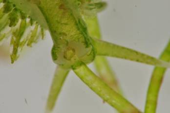 吸食藻類-黃彥銘拍攝
