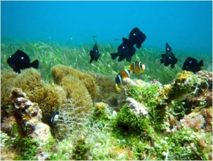 圖3.珊瑚、海葵及海草構成環境的異質性，提供不同魚種棲息與使用。