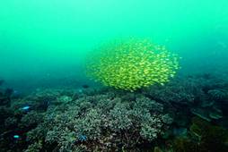 色彩鮮豔的臭都幼魚群 色彩鮮豔的臭都幼魚群