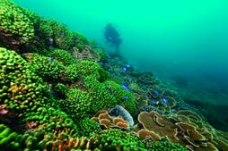 優游於珊瑚叢林間 優游於珊瑚叢林間