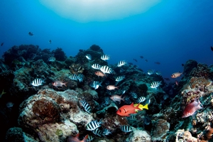 珊瑚礁是海洋生物多樣性寶庫 珊瑚礁是海洋生物多樣性寶庫