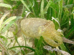 白斑烏賊以甲殼類與軟體動物為食 白斑烏賊以甲殼類與軟體動物為食