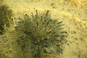 躺在沙地上行光合作用的仙后水母 躺在沙地上行光合作用的仙后水母