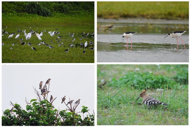 東沙島提供了陸地與淡水,是候鳥於東亞遷徙路線中相當重要的休息地點 東沙島提供了陸地與淡水,是候鳥於東亞遷徙路線中相當重要的休息地點