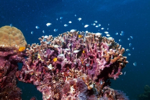 小體型的雀鯛科魚類以珊瑚分枝為庇護所 小體型的雀鯛科魚類以珊瑚分枝為庇護所