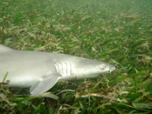 優游在東沙島潟湖中的檸檬鮫 優游在東沙島潟湖中的檸檬鮫