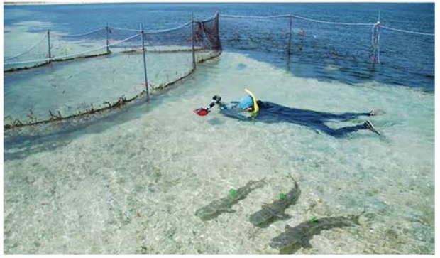 研究人員觀察犁鰭檸檬幼鯊的活動行為,進行標訂後放回大海,以持續研究東沙環礁國家公園大型獵食性生物族群的動態變化 研究人員觀察犁鰭檸檬幼鯊的活動行為,進行標訂後放回大海,以持續研究東沙環礁國家公園大型獵食性生物族群的動態變化