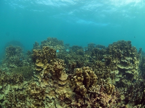 東沙內環礁的聯合微孔珊瑚 東沙內環礁的聯合微孔珊瑚