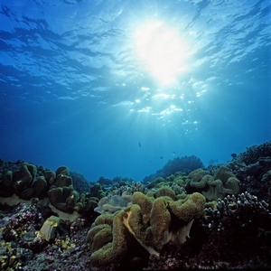 東沙外環礁的花環肉質軟珊瑚 東沙外環礁的花環肉質軟珊瑚