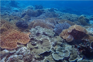 圖3、澎湖南方四島東吉嶼之珊瑚礁覆蓋率良好。 圖3、澎湖南方四島東吉嶼之珊瑚礁覆蓋率良好。
