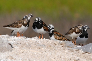 圖5、翻石鷸為東沙島周邊之優勢水鳥,喜好以喙翻動石頭覓食因而得名。 圖5、翻石鷸為東沙島周邊之優勢水鳥,喜好以喙翻動石頭覓食因而得名。