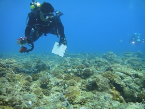進行珊瑚礁總體檢 進行珊瑚礁總體檢