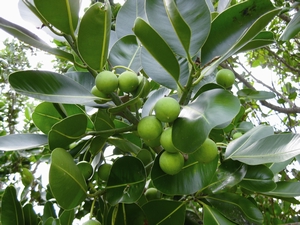 瓊崖海棠的果實 瓊崖海棠的果實