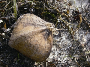 棋盤腳的果實 棋盤腳的果實