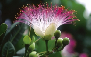 棋盤腳的花 棋盤腳的花