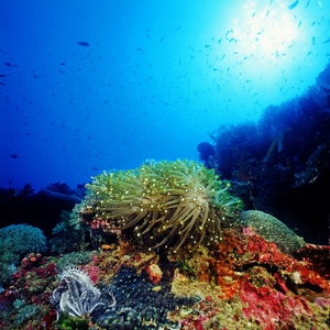 美麗的瑚礁生態 美麗的瑚礁生態