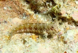 皺唇鳳鳚Salarias sinuosus (Snyder, 1908)為東沙環礁北側礁台進行調查時所發現之台灣新紀錄種。 皺唇鳳鳚Salarias sinuosus (Snyder, 1908)為東沙環礁北側礁台進行調查時所發現之台灣新紀錄種。