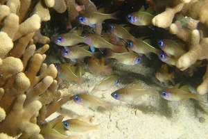 弱棘天竺鯛Zoramia leptacantha (Bleeker, 1856)為東沙環礁北側礁台進行調查時所發現之台灣新紀錄種。 弱棘天竺鯛Zoramia leptacantha (Bleeker, 1856)為東沙環礁北側礁台進行調查時所發現之台灣新紀錄種。