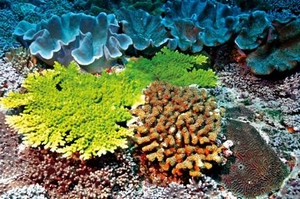 東沙外環礁的珊瑚群聚持續維持健康狀態。 東沙外環礁的珊瑚群聚持續維持健康狀態。