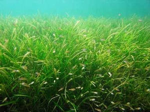 圖二:海草床生態系為海洋生物幼生孵育及隱蔽保護場所場所(海管處提供) 圖二:海草床生態系為海洋生物幼生孵育及隱蔽保護場所場所(海管處提供)