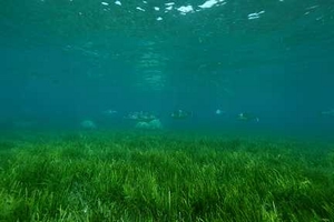 圖一:東沙具有廣大面積的海草床(海管處提供) 圖一:東沙具有廣大面積的海草床(海管處提供)