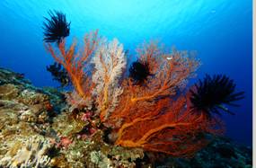 圖二:東沙海底珊瑚景緻(紅扇珊瑚) 圖二:東沙海底珊瑚景緻(紅扇珊瑚)