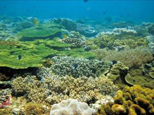 圖2.東沙環礁外圍東面的珊瑚群聚,生機盎然。 圖2.東沙環礁外圍東面的珊瑚群聚,生機盎然。