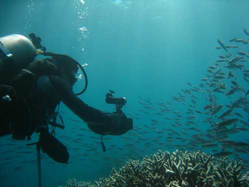 澎湖南方四島豐富的海洋生態資源—成群烏尾冬 澎湖南方四島豐富的海洋生態資源—成群烏尾冬