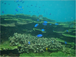 澎湖南方四島海域豐富的珊瑚礁生態資源 澎湖南方四島海域豐富的珊瑚礁生態資源