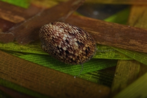 圖4:殼表花紋變異頗大的火之島蜑螺2(蘇俊育攝) 圖4:殼表花紋變異頗大的火之島蜑螺2(蘇俊育攝)