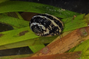 圖4:火之島蜑螺1(蘇俊育攝) 圖4:火之島蜑螺1(蘇俊育攝)