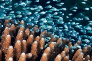 圖5.珊瑚礁區為魚類棲息場所(海管處提供) 圖5.珊瑚礁區為魚類棲息場所(海管處提供)