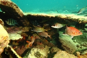 圖7.沉船殘骸中棲息著金鱗魚(海管處提供) 圖7.沉船殘骸中棲息著金鱗魚(海管處提供)