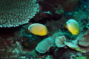 圖說2:弓月蝴蝶魚常成對出現(海管處提供) 圖說2:弓月蝴蝶魚常成對出現(海管處提供)