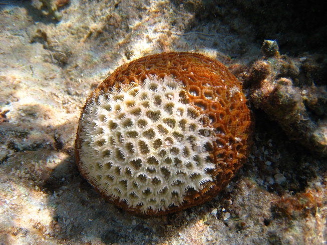 圖說2:「白化」的珊瑚並沒有死亡,如環境能夠迅速恢復正常,共生藻便可再快速增生,使珊瑚恢復原有的色彩(海管處提供) 圖說2:「白化」的珊瑚並沒有死亡,如環境能夠迅速恢復正常,共生藻便可再快速增生,使珊瑚恢復原有的色彩(海管處提供)