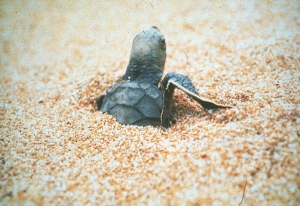 圖二、剛孵化的小海龜 圖二、剛孵化的小海龜