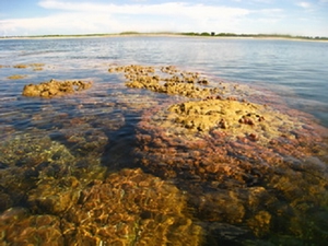 圖說1:東沙大退潮時露出的礁頂(海管處提供) 圖說1:東沙大退潮時露出的礁頂(海管處提供)