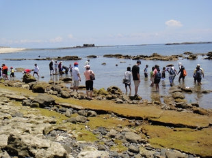 圖說1:東嶼坪嶼潮間帶生態體驗(海管處提供) 圖說1:東嶼坪嶼潮間帶生態體驗(海管處提供)