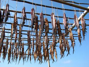 飛魚季期間常可見曬飛魚景像,但禁忌也多,民眾應避免侵犯其禁忌 飛魚季期間常可見曬飛魚景像,但禁忌也多,民眾應避免侵犯其禁忌