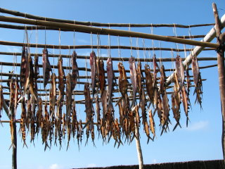 晾曬飛魚乾是蘭嶼春夏季節常見的村落風景 晾曬飛魚乾是蘭嶼春夏季節常見的村落風景