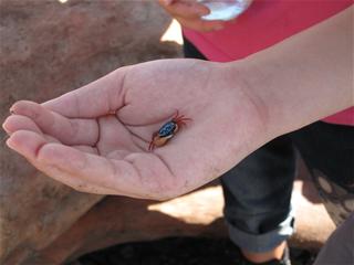 圖4:生命力強韌的招潮蟹 圖4:生命力強韌的招潮蟹