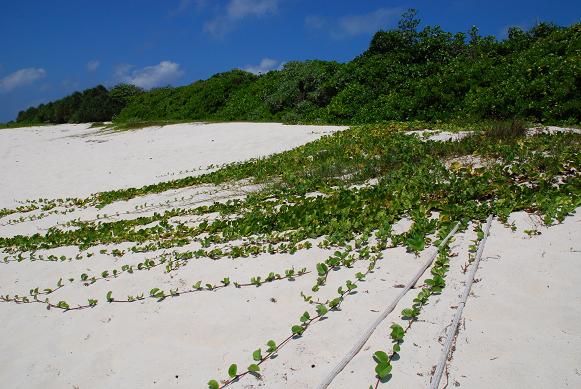 珍貴的貝殼沙,是海洋中貝殼或珊瑚碎屑經海浪擊碎研磨而成,圖為東沙島之貝殼沙與馬鞍藤。 珍貴的貝殼沙,是海洋中貝殼或珊瑚碎屑經海浪擊碎研磨而成,圖為東沙島之貝殼沙與馬鞍藤。