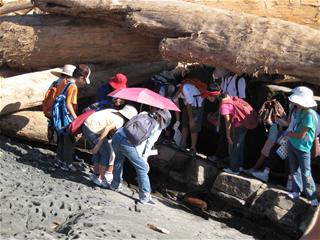 圖2:觀察杉原灣漂流木對潮間帶的影響 圖2:觀察杉原灣漂流木對潮間帶的影響